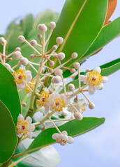 Closeup beautiful fragrant flowers of Alexandrian laurel, Indian laurel, Laurel wood, Berneo mahogany (Calophyllum Inophyllum) with green leaves in tropical garden