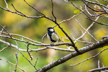 Fototapeta premium シジュウカラ