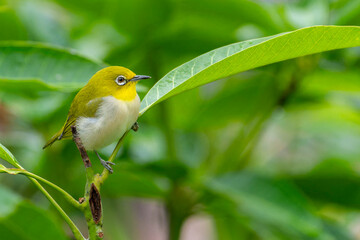 Japanese white eye perched on a leaf