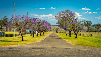 Blossoming jacaranda trees in South Grafton, NSW, Australia