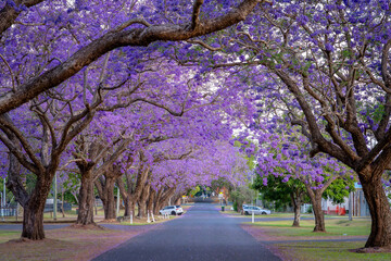 Blossoming jacaranda trees in Grafton, NSW, Australia