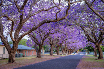 Blossoming jacaranda trees in Grafton, NSW, Australia - obrazy, fototapety, plakaty