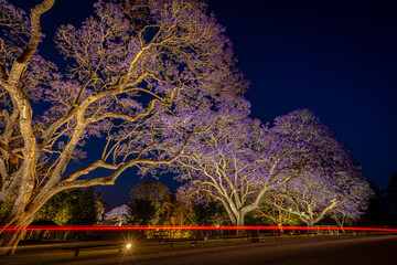 Blossoming jacaranda trees illuminated at night in Grafton, NSW, Australia