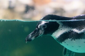 a penguin swimming in the water with its head above the water's surface and under the water surface © Tito Rollis