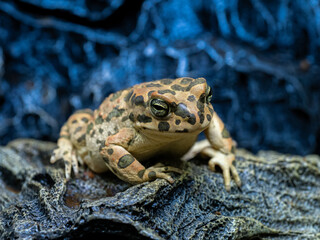 エジプトミドリヒキガエル