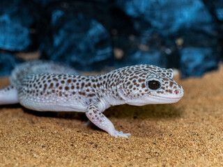 ヒョウモントカゲモドキ