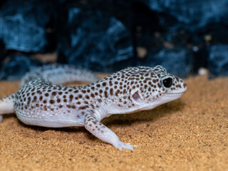 ヒョウモントカゲモドキ