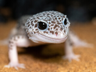 ヒョウモントカゲモドキ