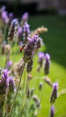 abeja 4