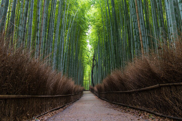 日本の風景　京都嵯峨嵐山　竹林の小径