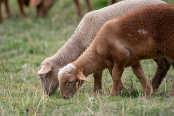 Flock of sheep in the Pyrenees in autumn in the countryside.