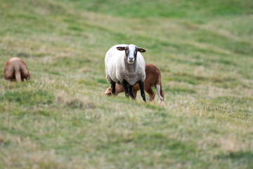 Flock of sheep in the Pyrenees in autumn in the countryside.