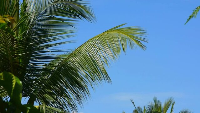 Palm leafs sway in the wind against a blue sky with clouds. A tropical forest