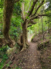 Bay of Islands Trail in Beautiful Natural Forest - Bay of Islands, New Zealand