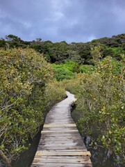 Fototapeta na wymiar Bay of Islands Trail in Beautiful Natural Forest - Bay of Islands, New Zealand