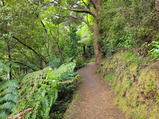 Bay of Islands Trail in Beautiful Natural Forest - Bay of Islands, New Zealand