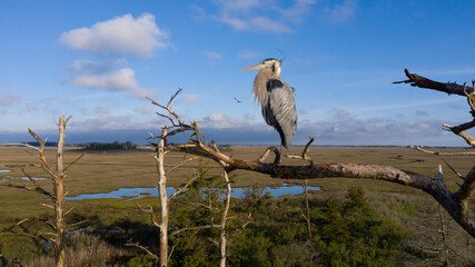 Blue Heron Perched © SugarFly Studios