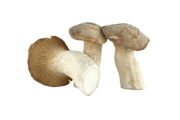 Eryngi mushroom isolated on white background