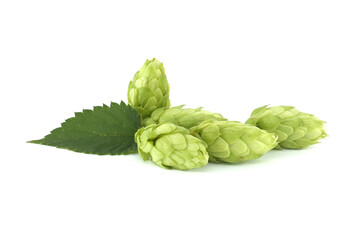 Fototapeta premium Hops seed cones or strobiles isolated on white