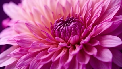 Delicate pink flower head with petals in full bloom
