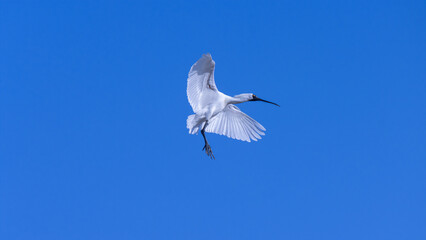 Black-faced spoonbill coming in to land 1