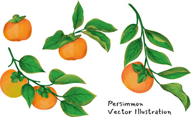 persimmon vector Illustration Seasonal fruit