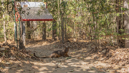 A unique animal- endemic to Madagascar- fossa sits on a dirt path in the forest. Shiny brown fur, long tail, eyes, ears, nose are visible. Kirindy Forest.