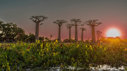 Fantastic landscape with baobabs at sunset. Tall trees with thick trunks and compact crowns against...