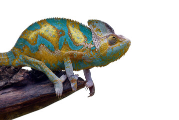 Veiled chameleon on a  tree branch