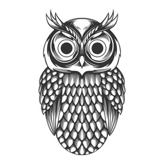 owl on white background