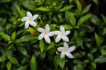 Obraz na płótnie Canvas Jasmine flowers bloom in the park. Small white, star shaped flowers with light to dark green leaves and has a fragrant smell