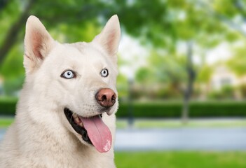 Serious young dog posing in a forest