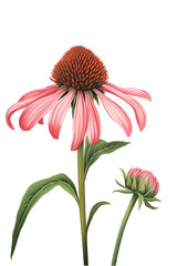 Pink Echinacea flower or Purple coneflower, transparent background - obrazy, fototapety, plakaty