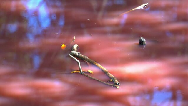 Algae bloom, halobacterium salinarum detected in the water, increase in salinity levels, triggered a variety of algae to release a pink carotenoid, organic pigments turned waterway into pink hue.