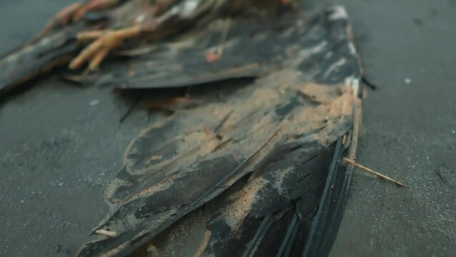 dead bird on beach, bird carcass on sand, plastic microplastic and oil.