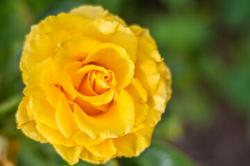 Flowers. A beautiful rose bloomed in the garden.