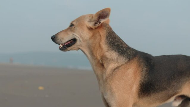 africanis dog blinking eyes yawning on sunny beach, indian pariah dog