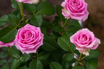  Rose. Flowers. A beautiful rose bloomed in the garden.