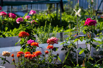  Rose. Flowers. A beautiful rose bloomed in the garden.