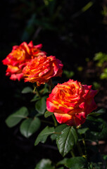  Rose. Flowers. A beautiful rose bloomed in the garden.