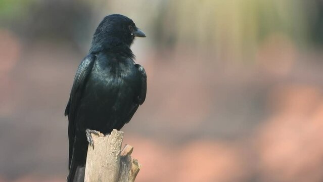 Black Dongo . eyes . fathers .