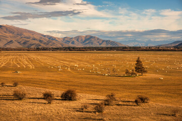 Sheep farming in the McKenzie Country. Taken from standing on the banks of Pukaki Canal Rd. just...