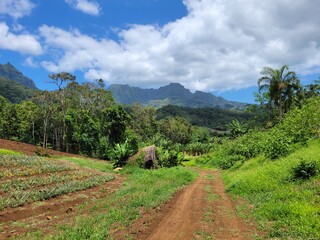 Fototapeta na wymiar Beautiful tropical wilderness area in Tahiti, French Polynesia
