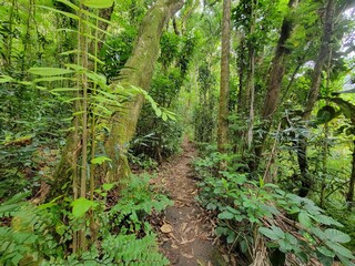 Fototapeta premium Beautiful tropical wilderness area in Tahiti, French Polynesia
