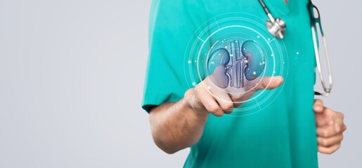 Doctor holding human kidney organ, Health checkup