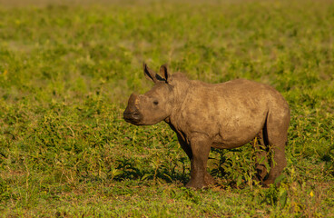 Ceratotherium simum - White Rhinoceros Calf