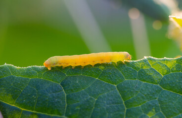 cotton boll worn on the leaf