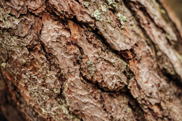 The texture of the tree bark. A tree in a forest or park in close-up. Relief texture and background. Beauty is in nature. Uneven, rough surface. Natural background.