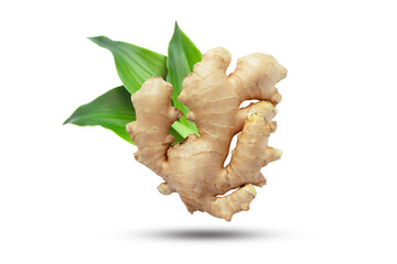 Flying ginger root with green leaves isolated on white background.