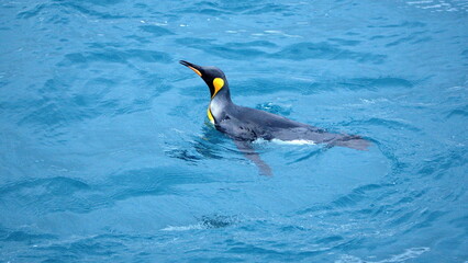 King penguin (Aptenodytes patagonicus) swimming off the coast of Antarctica